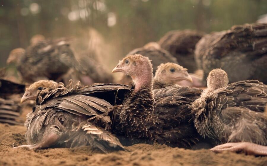 Illustrative editorial photo for birds; not necessarily the referenced subject or event
