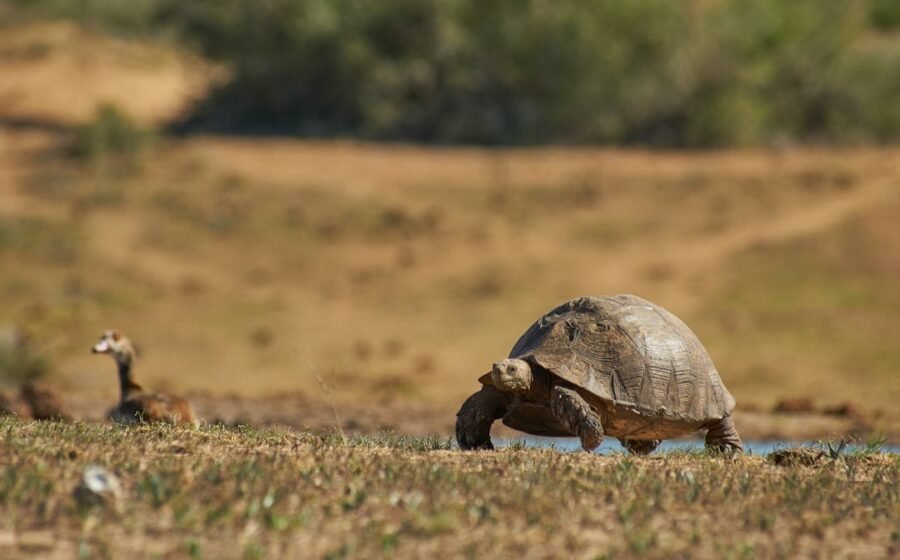 Illustrative editorial photo for tortoise; not necessarily the referenced subject or event