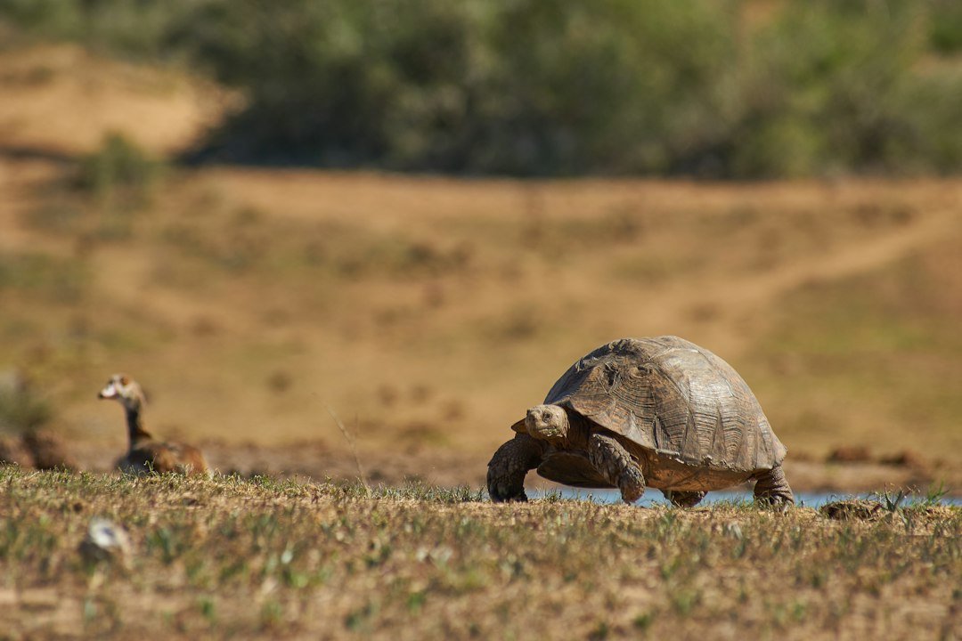 Illustrative editorial photo for tortoise; not necessarily the referenced subject or event