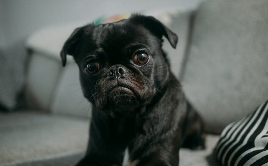 Illustrative photograph of a black pug, not Cha Cha. Photo: Toshi / Unsplash.