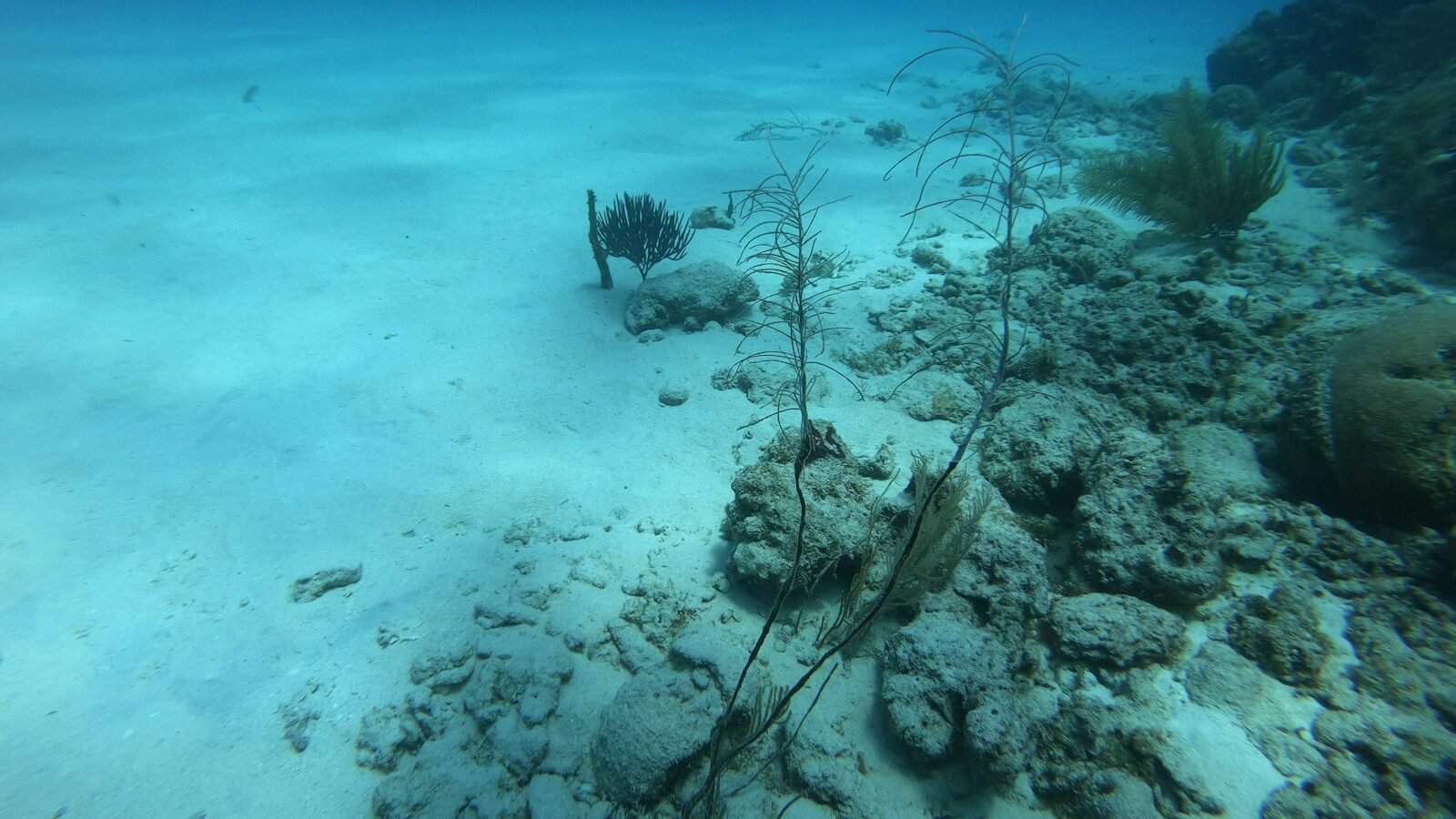 Seaweed on the ocean floor; illustrative seabed photograph, not the Murujuga archaeological sites.