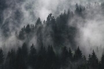 Mist-shrouded treetops; illustrative stock photo, not the Kentucky sighting location or a photograph of Bigfoot.