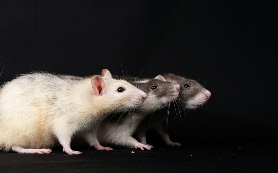 Two pet rats standing close together, illustrating social behavior in rats; not animals from the University of Chicago helping experiment