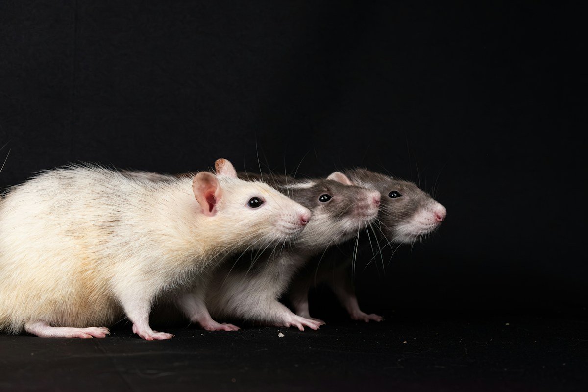 Two pet rats standing close together, illustrating social behavior in rats; not animals from the University of Chicago helping experiment