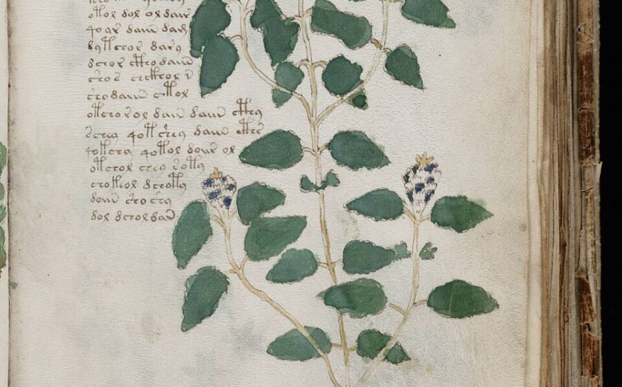 A botanical page of the Voynich Manuscript featuring an illustrated plant surrounded by undeciphered medieval writing.
